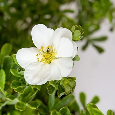 Лапчатка СНОУБЕРД кустарниковая  Лапчатка СНОУБЕРД кустарниковая в Брянске