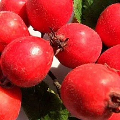 Боярышник КРУПНОПЛОДНЫЙ  Боярышник КРУПНОПЛОДНЫЙ в Брянске