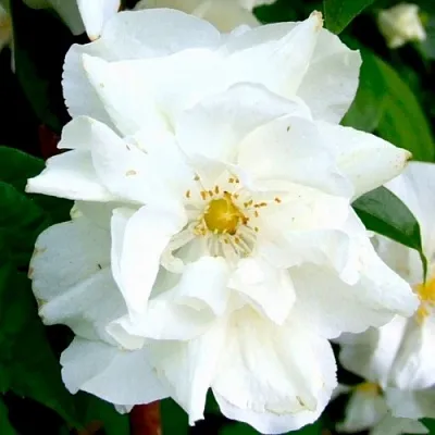 Жасмин РОЗАЦЕ  Жасмин РОЗАЦЕ в Брянске