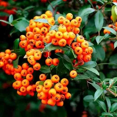 Пираканта ОРАНЖ ГЛОУ  Пираканта ОРАНЖ ГЛОУ в Брянске