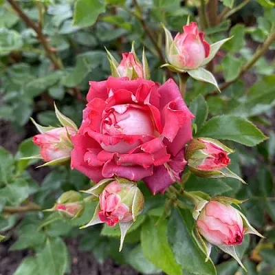 Саженцы роз ТИРАМИСУ спрей  Саженцы роз ТИРАМИСУ спрей в Брянске