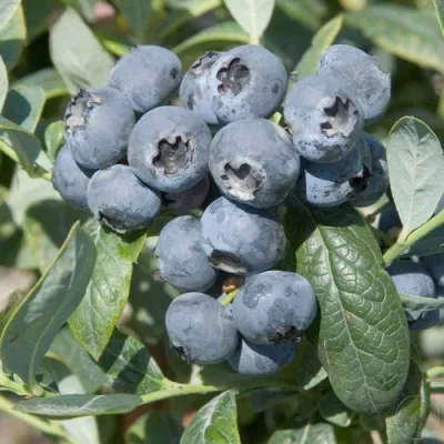 Голубика БРИГИТТА — описание сорта Голубика БРИГИТТА в Брянске