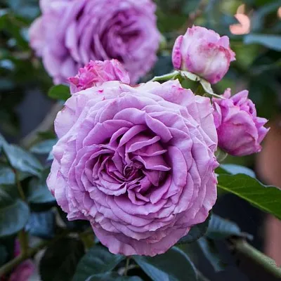 Саженцы роз СИЛЬВЕР КВИК плетистая  Саженцы роз СИЛЬВЕР КВИК плетистая в Брянске