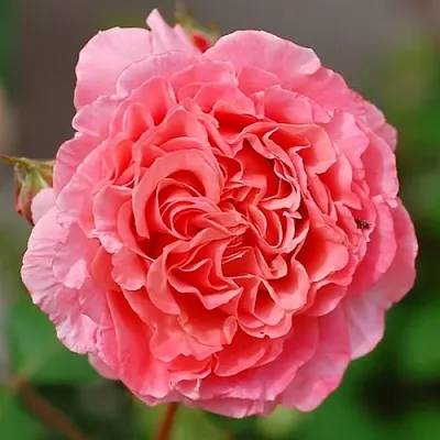 Саженцы роз ЛОРАН КАБРОЛЬ шраб  Саженцы роз ЛОРАН КАБРОЛЬ шраб в Брянске