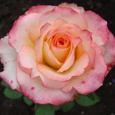 Саженцы роз ДУЭТ чайно-гибридная  Саженцы роз ДУЭТ чайно-гибридная в Брянске