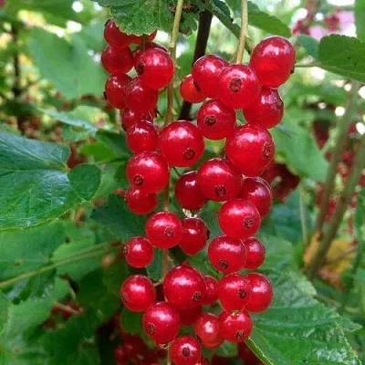 Смородина красная КОНСТАНТИНОВСКАЯ в Брянске