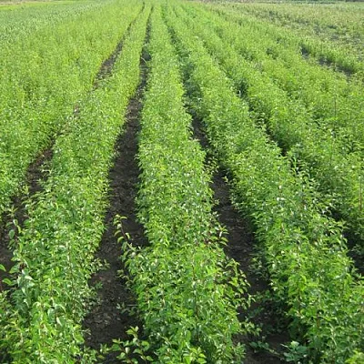 Подвой сливы ДИКАЯ АЛЫЧА  Подвой сливы ДИКАЯ АЛЫЧА в Брянске