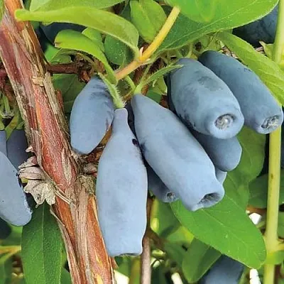 Жимолость съедобная ВОСТОРГ в Брянске