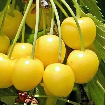 Черешня РОССОШАНСКАЯ ЗОЛОТАЯ  Черешня РОССОШАНСКАЯ ЗОЛОТАЯ в Брянске