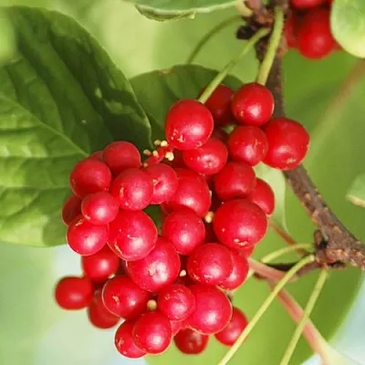 Лимонник ДЕДОВСКИЙ  Лимонник ДЕДОВСКИЙ в Брянске