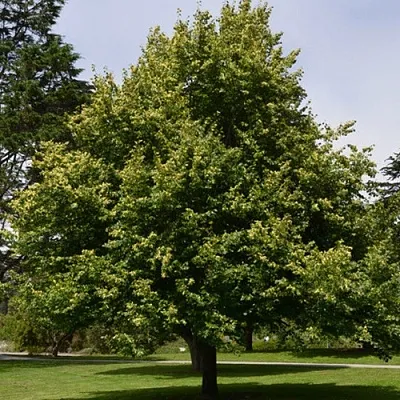 Липа сердцевидная  Липа сердцевидная в Брянске