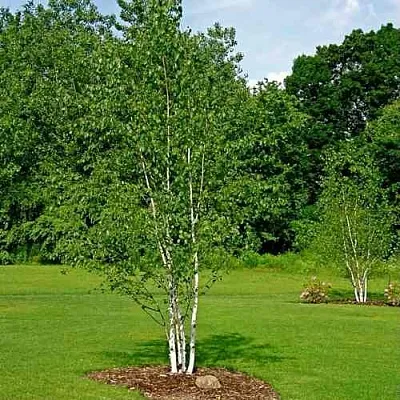 Береза бумажная  Береза бумажная в Брянске