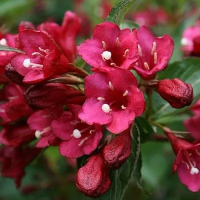 Вейгела ЕВА РАТКЕ  Вейгела ЕВА РАТКЕ в Брянске