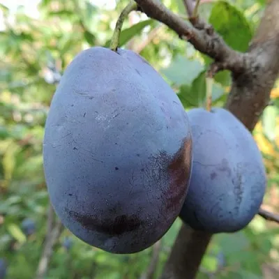 Слива АМЕРС в Брянске