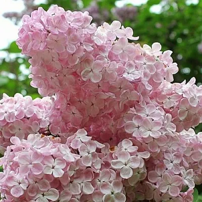 Сирень ВЕЧЕРНИЙ ЗВОН  Сирень ВЕЧЕРНИЙ ЗВОН в Брянске