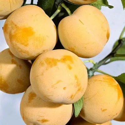 Слива РЕНКЛОД ранний в Брянске