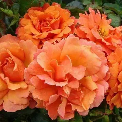 Саженцы роз БРИДЖ ОФ САЙЗ плетистая  Саженцы роз БРИДЖ ОФ САЙЗ плетистая в Брянске