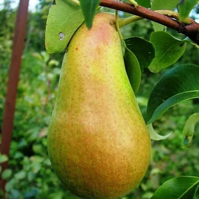 Груша АМФОРА  Груша АМФОРА в Брянске