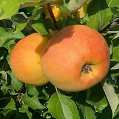 Яблоня АНТОНОВКА ЗОЛОТАЯ  Яблоня АНТОНОВКА ЗОЛОТАЯ в Брянске