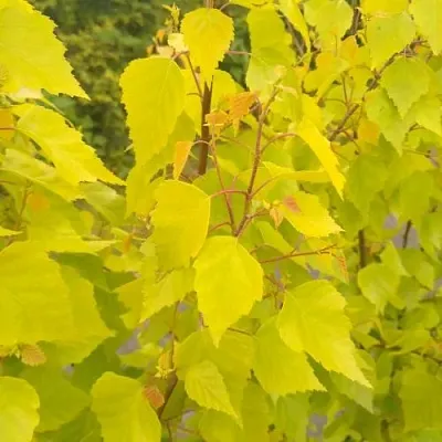 Берёза ГОЛДЕН ОБЕЛИСК повислая   Берёза ГОЛДЕН ОБЕЛИСК повислая  в Брянске