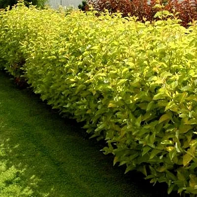 Комплект ДАРТС ГОЛД в Брянске