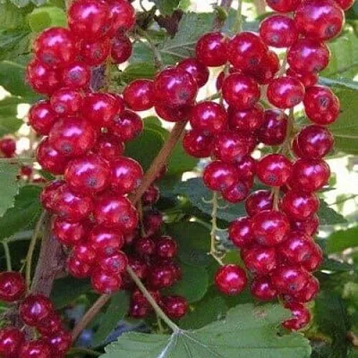 Смородина красная ПУРПУРНАЯ в Брянске