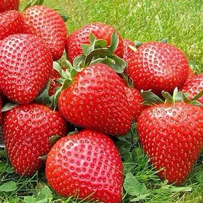 Клубника ЭЛИАНЕ  Клубника ЭЛИАНЕ в Брянске