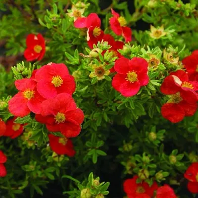 Лапчатка РЕД АЙС кустарниковая  Лапчатка РЕД АЙС кустарниковая в Брянске