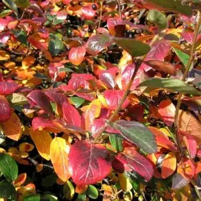 Кизильник блестящий — описание сорта Кизильник блестящий в Брянске