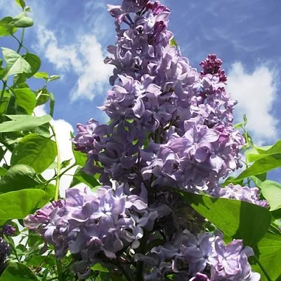 Сирень КРЫЛЬЯ НАДЕЖДЫ  Сирень КРЫЛЬЯ НАДЕЖДЫ в Брянске