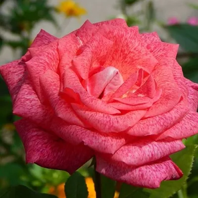 Саженцы роз ПЬЕР КАРДЕН чайно-гибридная  Саженцы роз ПЬЕР КАРДЕН чайно-гибридная в Брянске