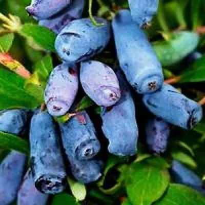 Жимолость съедобная ВОЛХОВА  Жимолость съедобная ВОЛХОВА в Брянске