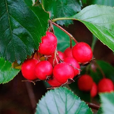 Боярышник ЛЮДМИЛ  Боярышник ЛЮДМИЛ в Брянске