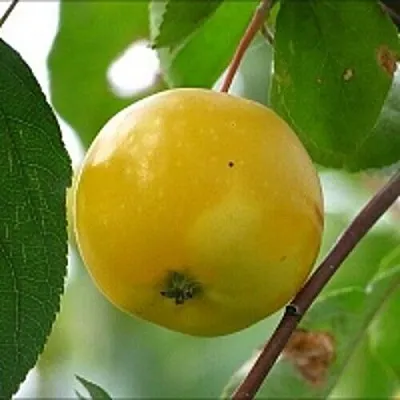 Яблоня КИТАЙКА ЖЁЛТАЯ колонновидная  Яблоня КИТАЙКА ЖЁЛТАЯ колонновидная в Брянске