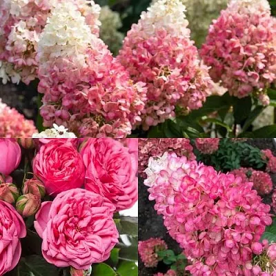 Комплект МАЛИНОВЫЙ ДЕСЕРТ в Брянске