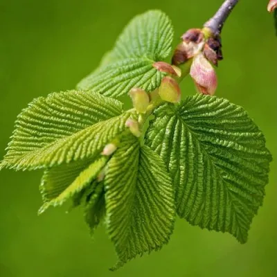 Вяз обыкновенный — описание сорта Вяз обыкновенный в Брянске