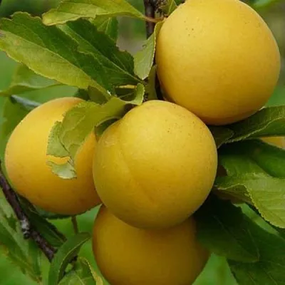 Слива СОЛНЫШКО  Слива СОЛНЫШКО в Брянске