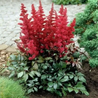 Астильба МОНТГОМЕРИ японская в Брянске