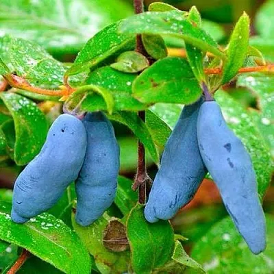 Жимолость съедобная МОРЕНА  Жимолость съедобная МОРЕНА в Брянске