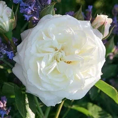 Саженцы роз АЛАБАСТЕР флорибунда  Саженцы роз АЛАБАСТЕР флорибунда в Брянске