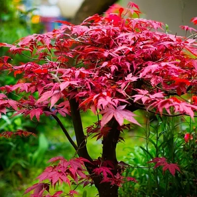 Клен дланевидный АТРОПУРПУРЕУМ  Клен дланевидный АТРОПУРПУРЕУМ в Брянске