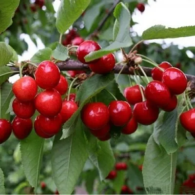 Черешня ДОНЕЦКАЯ КРАСАВИЦА  Черешня ДОНЕЦКАЯ КРАСАВИЦА в Брянске