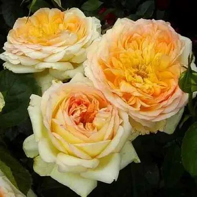 Саженцы роз АЛЬФОНС ДОДЕ чайно-гибридная  Саженцы роз АЛЬФОНС ДОДЕ чайно-гибридная в Брянске