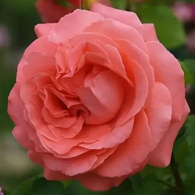 Саженцы роз ДИДИ БРИДЖУОТЕР плетистая  Саженцы роз ДИДИ БРИДЖУОТЕР плетистая в Брянске