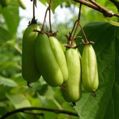 Актинидия ВИТАКОЛА коломикта — описание сорта Актинидия ВИТАКОЛА коломикта в Брянске