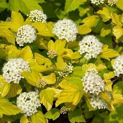 Пузыреплодник ДАРТС ГОЛД  Пузыреплодник ДАРТС ГОЛД в Брянске