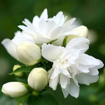 Жасмин ШНЕЕШТРУМ  Жасмин ШНЕЕШТРУМ в Брянске