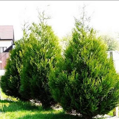 Туя АТРОВИРЕНС складчатая  Туя АТРОВИРЕНС складчатая в Брянске