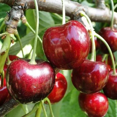 Черешня САШЕНЬКА  Черешня САШЕНЬКА в Брянске