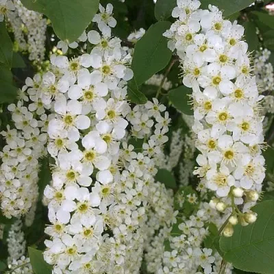 Черемуха САМОПЛОДНАЯ в Брянске